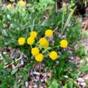 Bupleurum americanum. Umbel of small yellow flowers.